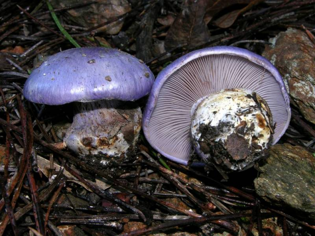 Мицелий Паутинника голубого / Паутинник сизо-голубой (Cortinarius coerulescens)